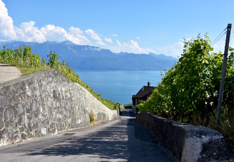 Le 36e Festival débute vendredi